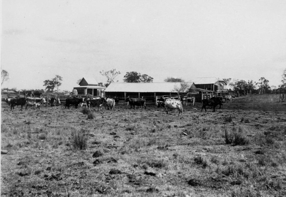 1871c Cp Boyland's Farm And Dairy At Coopers Plains, Brisbane