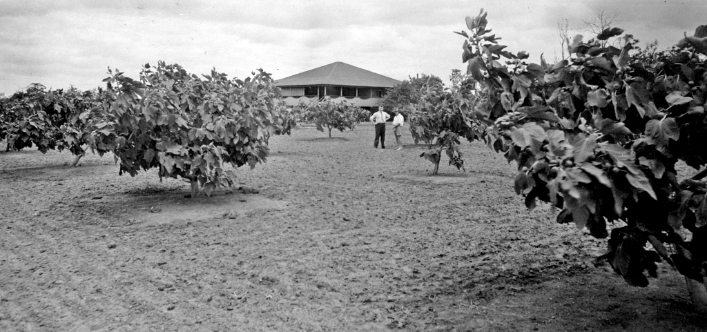 1937 01 Sby Fig Orchard Qsa Dr27232